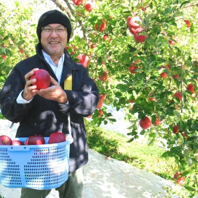 【限定100箱】 りんご「サンふじ」 約3kg【2026年度発送】 No.0673