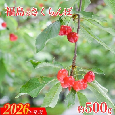 さくらんぼ「佐藤錦」約500g(バラ詰め)【2026年発送　先行受付】No.2413