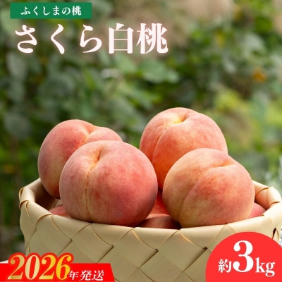 もも 晩成種「さくら白桃」約3kg【2026年発送　先行受付】No.2416