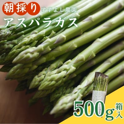  【農家直送】鮮度抜群!アスパラガス500g箱入　贈答用【2026年発送】　No.2878