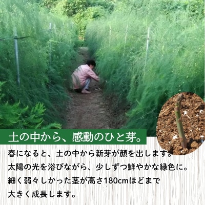  【農家直送】鮮度抜群!アスパラガス500g箱入　贈答用【2026年発送】　No.2878