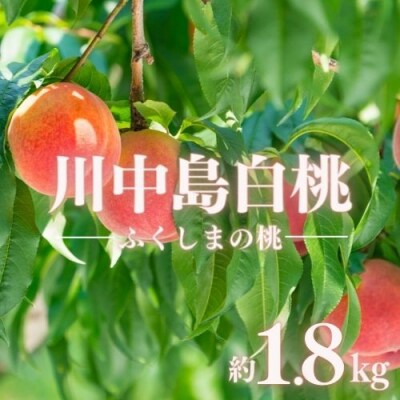 もも「川中島白桃」約1.8kg【2025年発送】No.2886