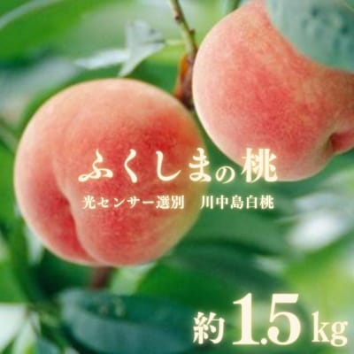 ふくしまの桃「光センサー選別川中島白桃」約1.5kg【2025年発送】No.2920