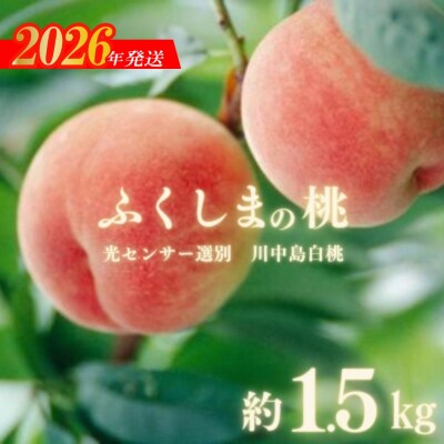 ふくしまの桃「光センサー選別川中島白桃」約1.5kg【2026年発送　先行受付】No.2920