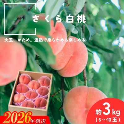  さくら白桃 福島県福島市産 約3kg(6～10玉)【2026年発送 先行受付】No.2996