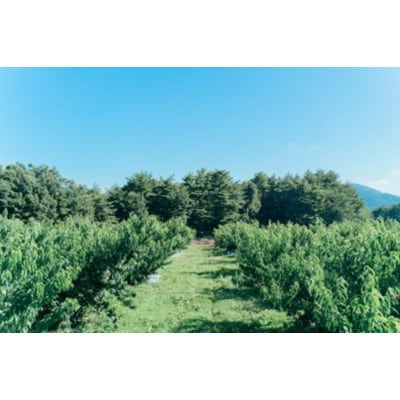  福島定番 福島県福島市産もも「あかつき」約3kg(8～11玉)【2025年発送】No.2990