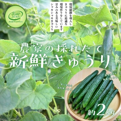  JGAP農家の採れたて新鮮きゅうり　約2kg 秀級品No.2973