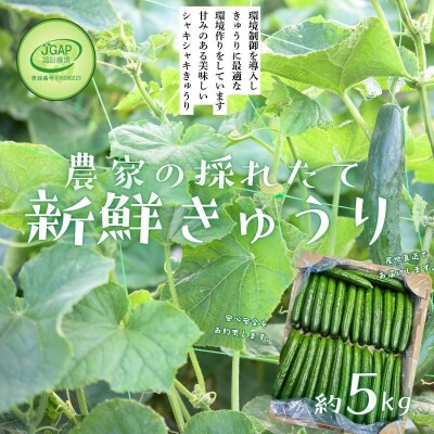  JGAP農家の採れたて新鮮きゅうり　約5kg 秀級品No.2974