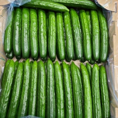  JGAP農家の採れたて新鮮きゅうり　約5kg 秀級品No.2974