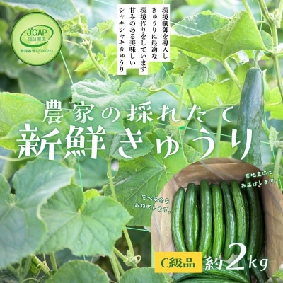  JGAP農家の採れたて新鮮きゅうり　約2kg C級品No.2975