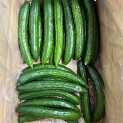  JGAP農家の採れたて新鮮きゅうり　約2kg C級品No.2975