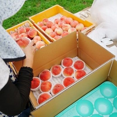  桃(あかつき)約1kg【2026年発送　先行受付】No.3008