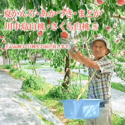 福島の桃 約1kg(3～4玉)品種おまかせ 【2025年発送】 No.3111