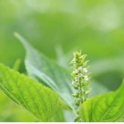 えごまづくしプレミアム　No.3155