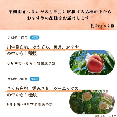 もも 品種お任せ定期便 全2回【2026年8月から9月発送】No.3235