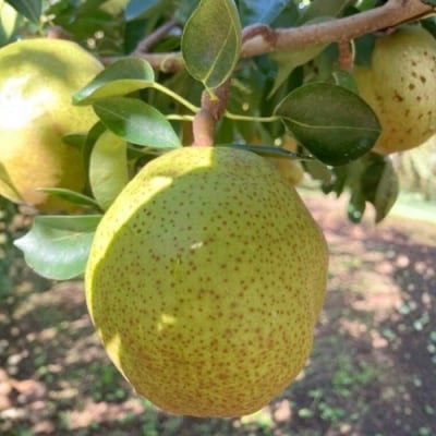  ヤマ考紺野果樹園 ラフランス約2kg【2026年発送 先行受付】No.3244