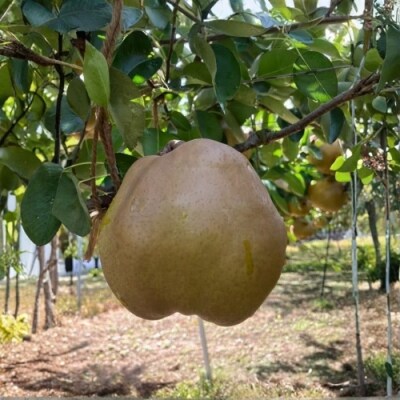  ヤマ考紺野果樹園 ゴールド ラフランス 約2kg【2026年発送 先行受付】No.3245