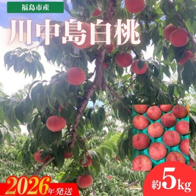 福島のもも 「川中島白桃」約5kg(13玉～15玉)【2026年発送 先行受付】No.3266