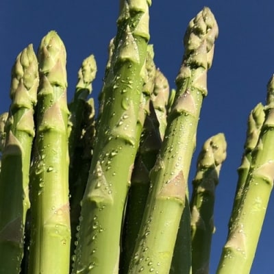  陸奥産の竜髭菜(アスパラガス)"将軍" 約1kg【2026年発送 先行受付】No.3250