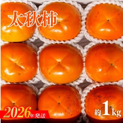  太秋柿　約1kg【2026年発送　先行受付】No.3009