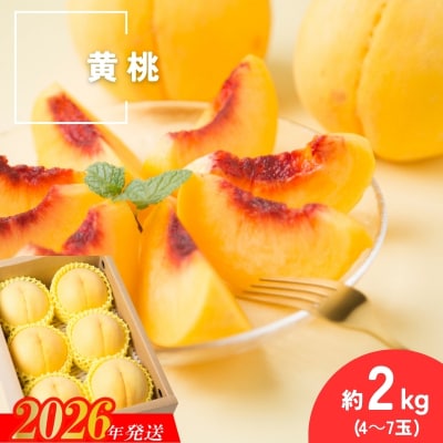  種まきうさぎ 福島市産 黄桃 (品種おまかせ)　約2㎏No.3306