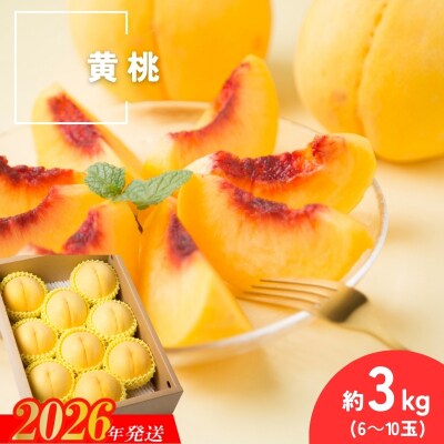  種まきうさぎ 福島市産 黄桃 (品種おまかせ)　約3kg No.3307