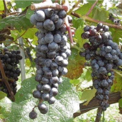  ヤマソーヴィニヨン赤ワイン ともがら 2021　720ml No.3310