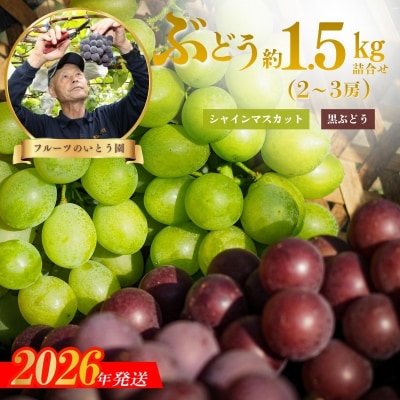  ぶどうセット約1.5kg(2～3房)　シャインマスカット&黒葡萄(巨峰.ピオ-ネ)No.3309