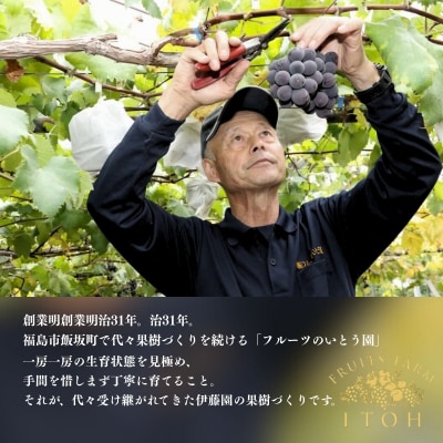  ぶどうセット約1.5kg(2～3房)　シャインマスカット&黒葡萄(巨峰.ピオ-ネ)No.3309