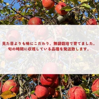  あづま果樹園 ふくしま 旬のりんご 約3kg 【2026年度発送】No.0145