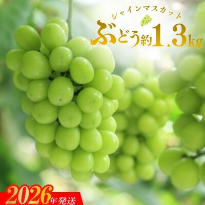 果物の里 福島のシャインマスカット約1.3kg(2～4房)【2026年発送】No.3344