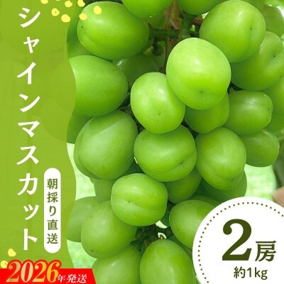  シャインマスカット 朝採り直送 約1kg(2房)【2026年発送】No.3376