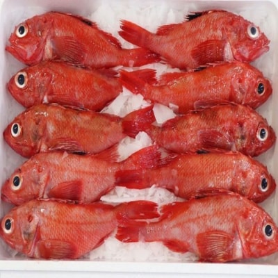 【北海道根室産】鮮キンキ(キチジ、メンメ)7～9尾(計3kg) E-67001