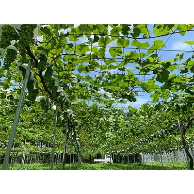 KusakaVineyards ROUGE 2019　750ml 【2本セット】