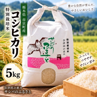令和8年特別栽培米　精米コシヒカリ5kg