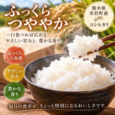 令和8年特別栽培米　精米コシヒカリ5kg