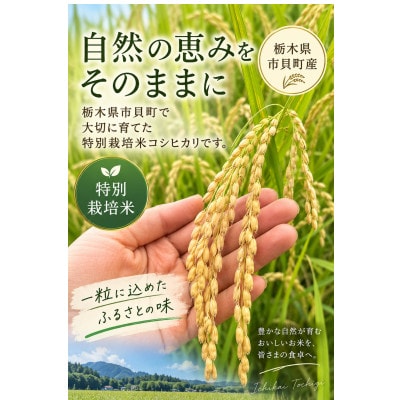 令和8年特別栽培米　精米コシヒカリ5kg