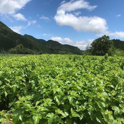 熊本県美里町産　有機栽培認証　桑の葉茶(100g×2個)