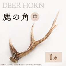 SDGs【DEER HORNE 鹿の角】(中サイズ)1本