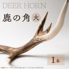 SDGs【DEER HORNE 鹿の角】(大サイズ)1本