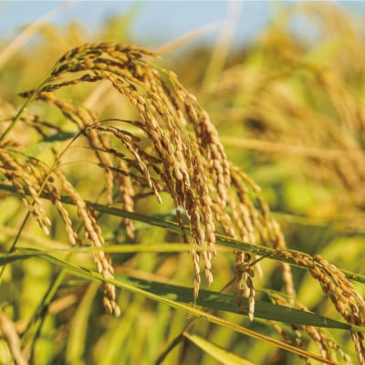 【令和7年産】九州のお米食味コンクール2年連続優勝!熊本県美里町のお米　ヒノヒカリ　10kg×1袋