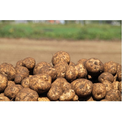 知床の大自然が育む黄金色の極上芋　きたあかり　10kg