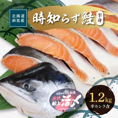 先行受付 活〆 時知らず鮭 切り身 中塩仕込 天然  半身 1200g 魚体3kg以上 小分け