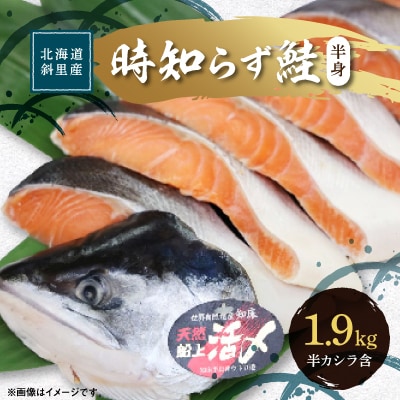 ふるさと納税 活〆 時知らず鮭 切身 中塩仕込 半身 1900g 魚体4.8kg以上 斜里町産