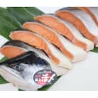 活〆 時しらず 鮭切身 中塩仕込 天然 半身 1300g 小分け 知床斜里産