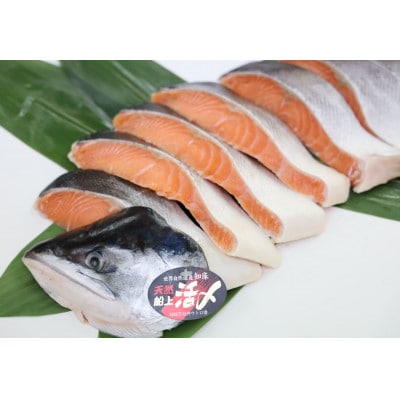 ふるさと納税 活〆 時知らず鮭 切身 中塩仕込 半身 1600g(魚体4kg以上)斜里町産