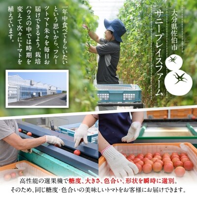 フルーツトマト 朱朱 LLサイズ (計1kg・8-10玉) 