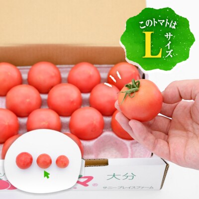フルーツトマト 朱朱 Lサイズ (計1kg・12-14玉)
