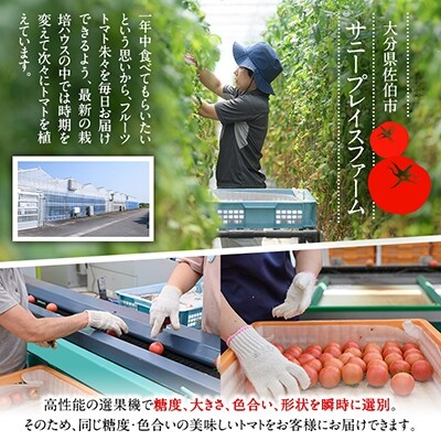 フルーツトマト 朱朱 Mサイズ (計1kg・16-18玉) 