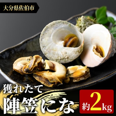 陣笠にな(約2kg)